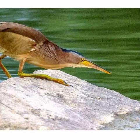 栗苇鳽----（学名：Ixobrychus cinnamomeus）（一）