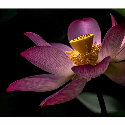 盛夏荷飘香（五）