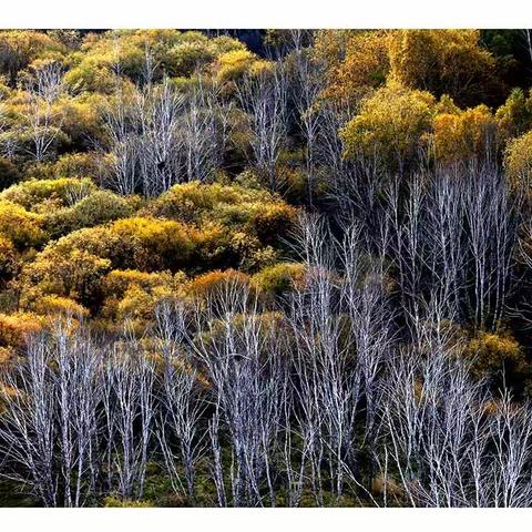 梦中的那片草原（七）
