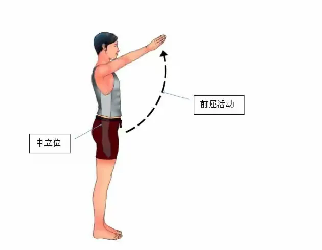 看懂这些图，肩关节活动全掌握