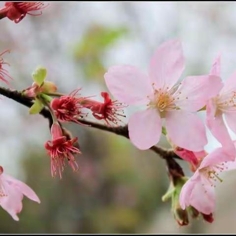 课堂展风采，教研促成长——记谢丽梅老师英语词汇公开课