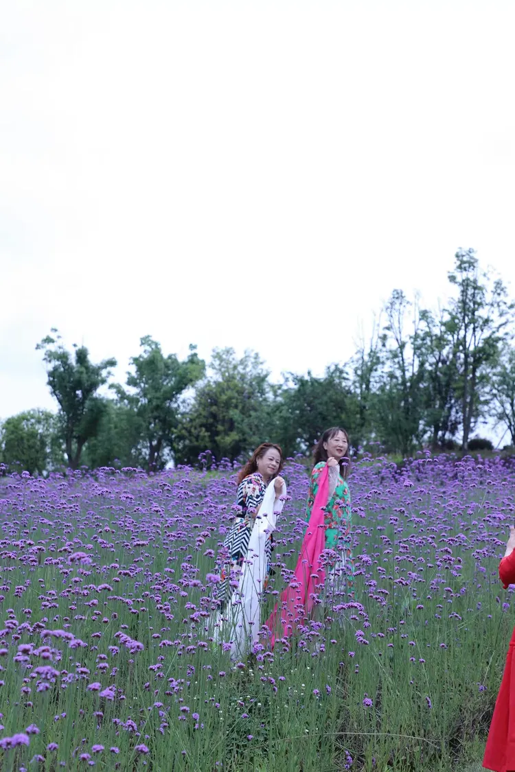 5.27瓮安花海一日游