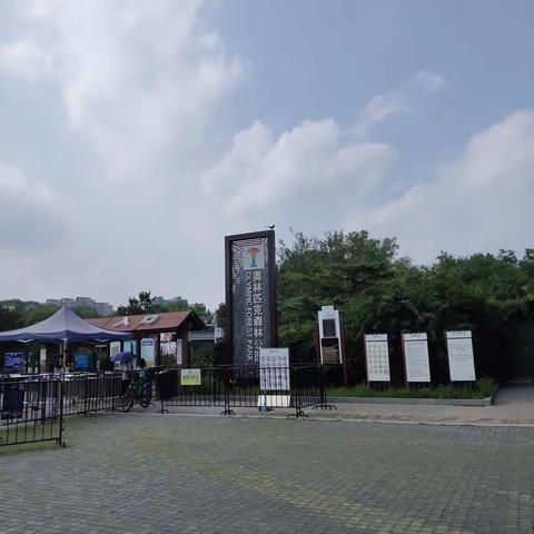 7月6日奥森北园百亩向日葵赏游记