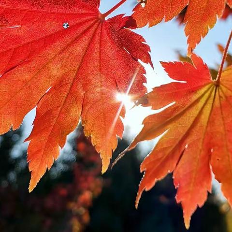 “我”眼里的秋天—【庄河市第三十初级中学一年二班】