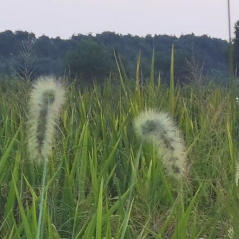青春的旋律