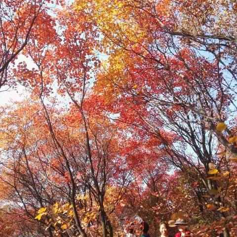 九鼎莲花山赏红叶、百丈崖漫步