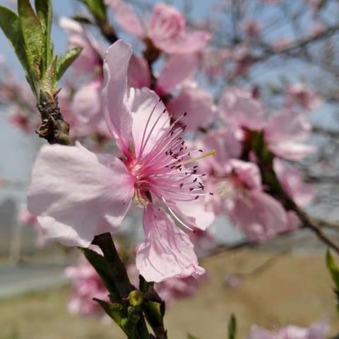 徒步黛溪河赏花