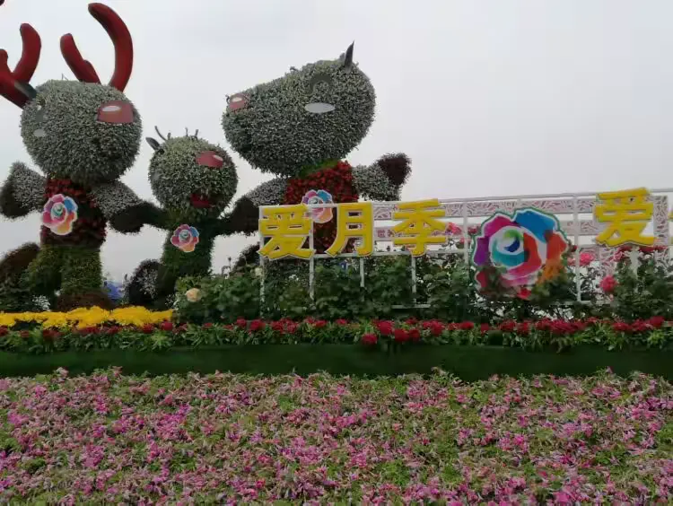 大兴月季花展