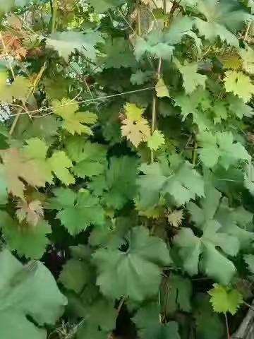 平安是福。的美篇