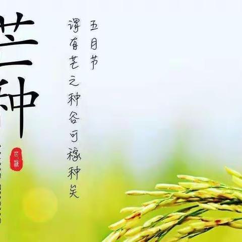 |逐梦四小·聚焦“双减”之爱上节气|斗草品梅 趣芒种——赵各庄第四小学校本课程《走进四季》之相约芒种（二）