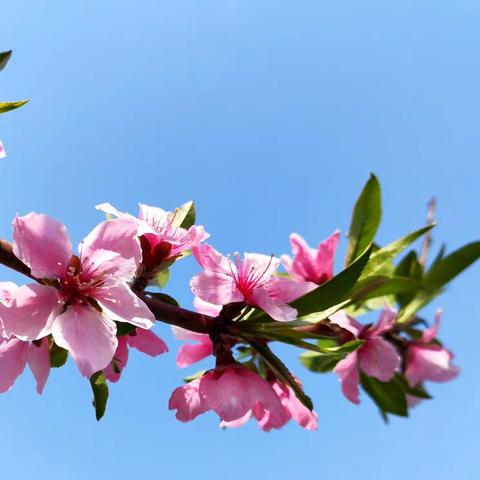 正是人间四月天