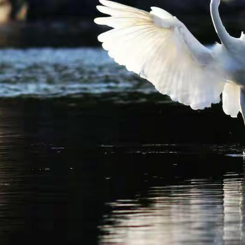 这些年拍的那些鸟（水鸟篇1）