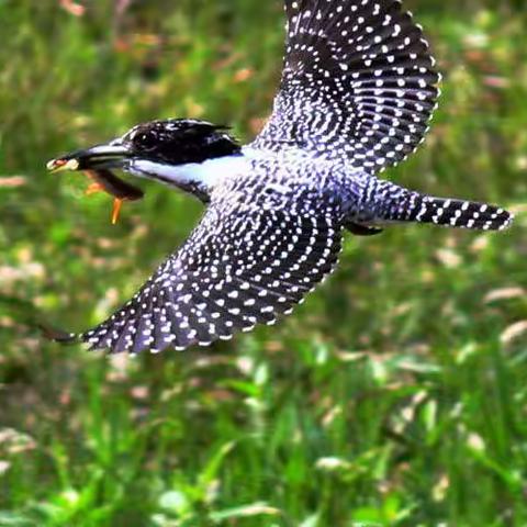 这些年拍的那些鸟（水鸟篇3）