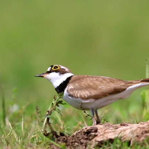 这些年拍的那些鸟（水鸟篇2）