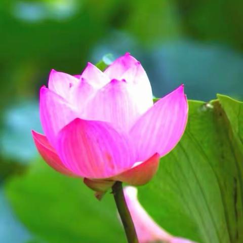 水边的阿狄丽娜