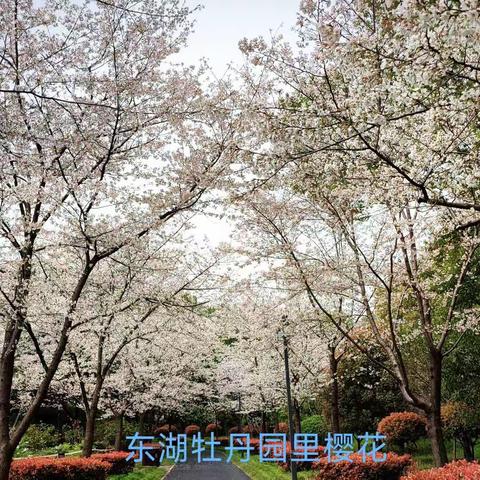 东湖牡丹园看樱花