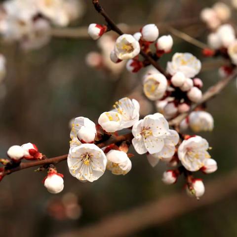 2024年4月22日拍杏花