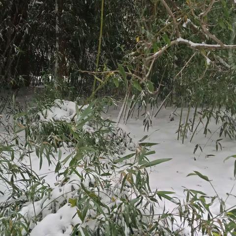 2021冬天11月6日第一场雪