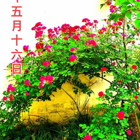 无名草木与花卉