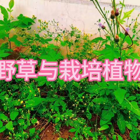 野草与栽培植物