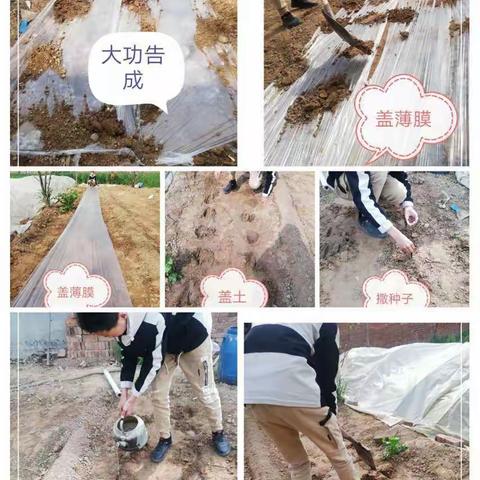 【西湖小学】【2020第141期】【专项活动】战疫克疫齐献薄力  爱绿护绿共谱家园——西小“可意儿在行动”（高年级组）