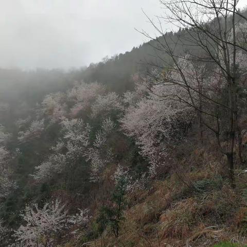 萌鸡小队赏樱记 ——诗意地栖居