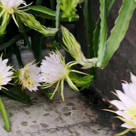 楼顶    火龙果花香四溢