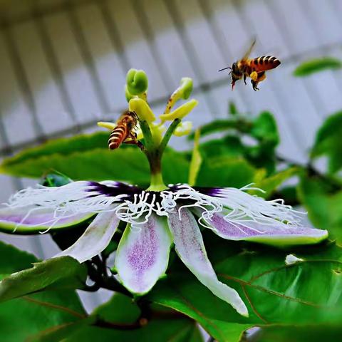 楼顶：那满棚飘香的百香果