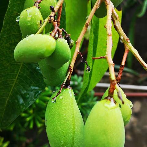 记录那些瓜果飘香的丰收时刻