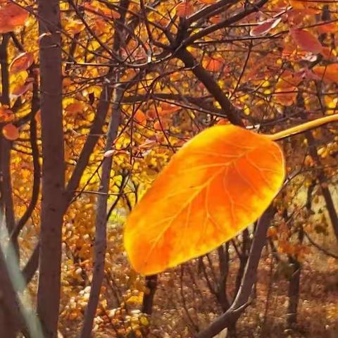 “我用树叶扫秋天”，灵武市第三小学一年级（4）班亲子活动