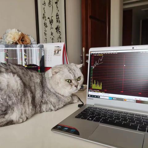 我家老猫