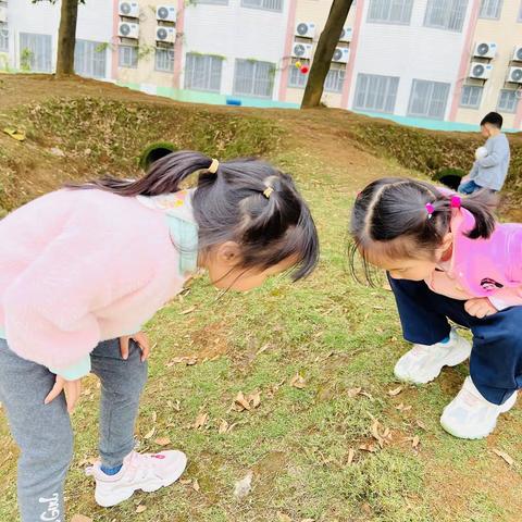 “小蚂蚁，大秘密”———桂电幼儿园草莓班活动小记