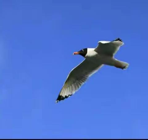 梦想会飞更高（第五组第二期）