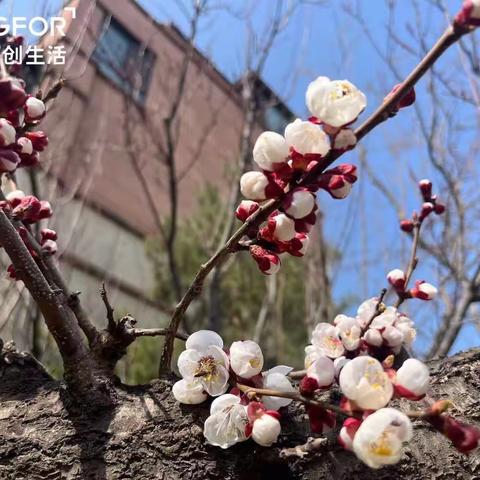 四季花城小区4月服务月报