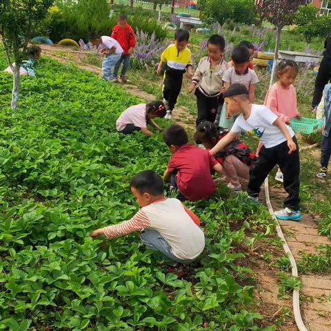 辛山幼儿园中二班开展第二届“拥抱春天，享受“莓”好生活”的草莓采摘活动
