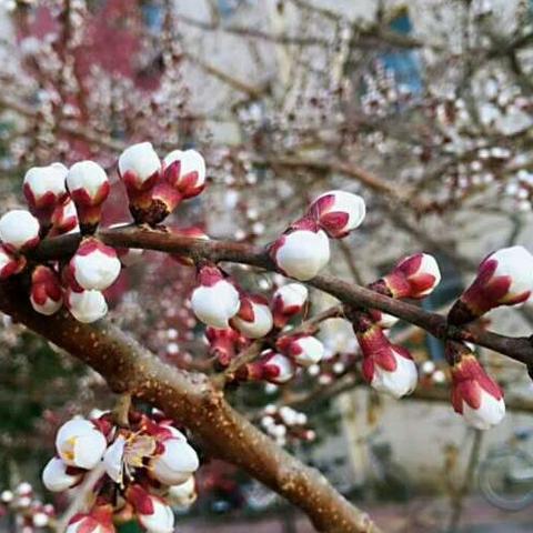 唱响合作主旋律，静听课堂拔节声——2018年英语教研组普听课总结