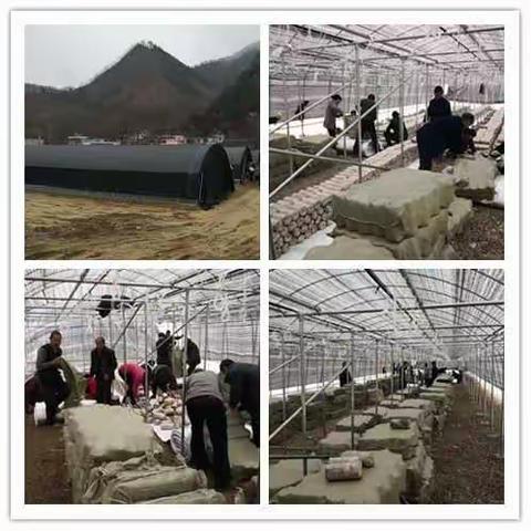 中村镇抢抓春耕生产机遇，大力发展扶贫产业