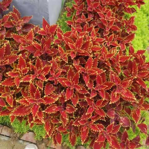 双减下的课堂内外——育英小学六年级