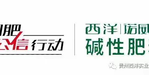 2021年汝阳主推小麦复合肥品种展示