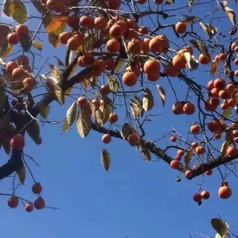 隐柿东坪
