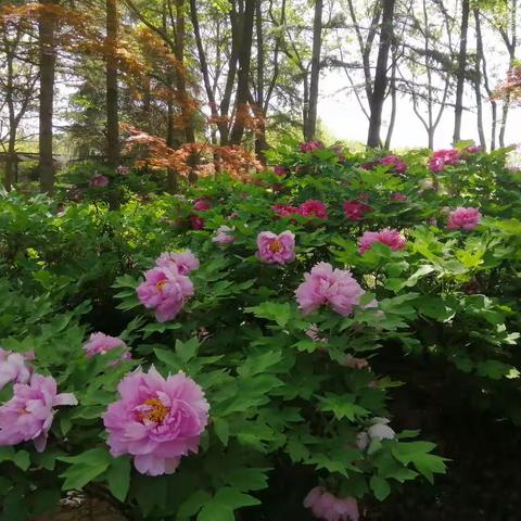 中知集团平知协会携手平顶山市中青旅行社（聚养家膳食坊）共同组织洛阳一日游圆满成功！[烟花][庆祝][鼓掌]