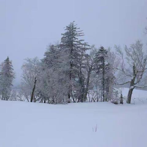 穿越林海雪原