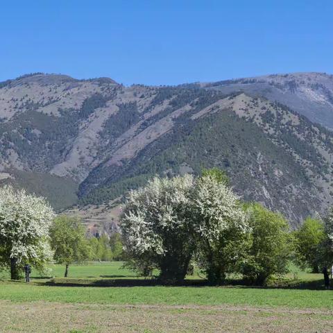 俄色花 甲根坝美丽点缀