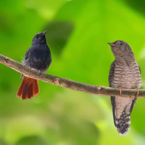 “鸠占鹊巢”的高手-杜鹃鸟