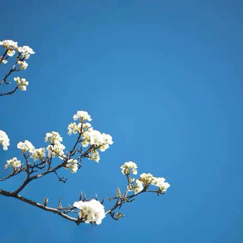 万亩梨花 竞相绽放 最美金川 景色如画