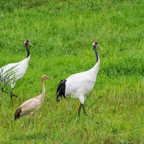 低头乍恐丹砂落    晒翅常疑白雪消