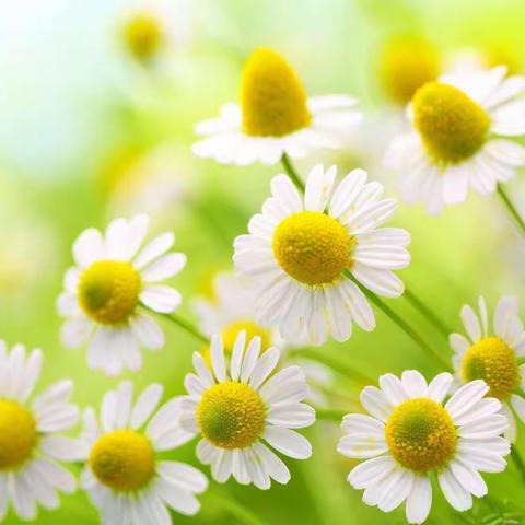 森林寻宝记——社棠中心学校一年级综合学业测评活动