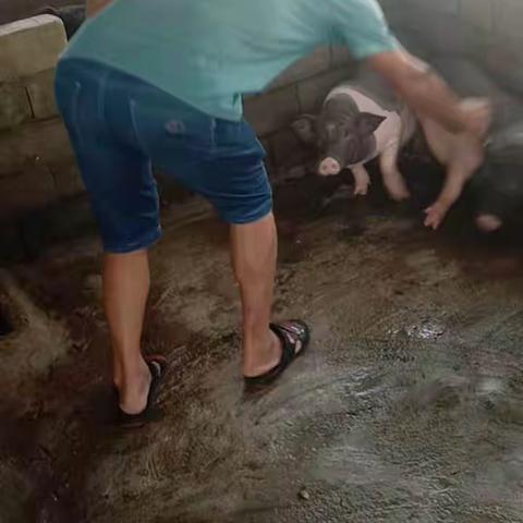 加来镇扎实开展秋季重大动物疫病集中免疫工作