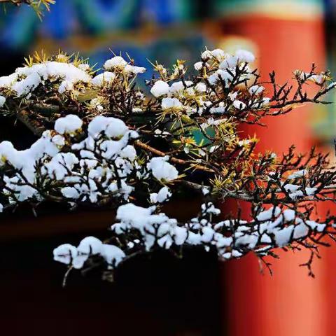 我们眼中的雪