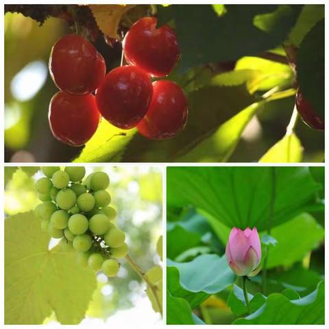 新教育研发卓越课程之“盛夏的果实” ----王城小学一年级六月主题课程